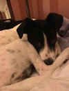 Audrey - Puppy