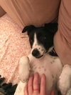 Audrey - Puppy