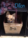 Dillon