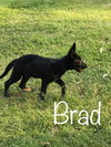 Bradley -Puppy Foster Needed 10/21