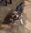 Rudy