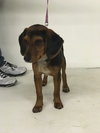 Roady -Puppy