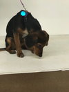 Roady -Puppy