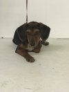 Roady -Puppy