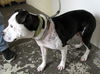 Peggy Sue