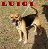 Luigi