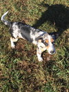 Lilly -PUPPY