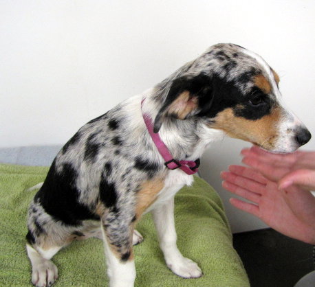 Lilly -PUPPY