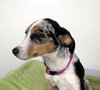 Lilly -PUPPY