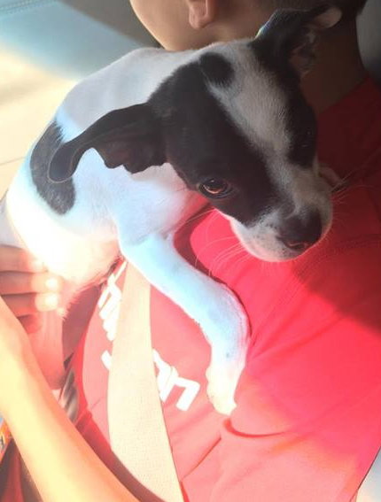 Chico -Puppy