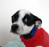 Chico -Puppy