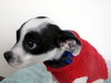 Chico -Puppy