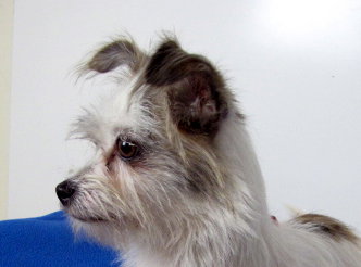 Suri