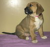 Cinnamon