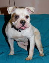 Brutus
