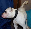 Brutus