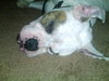 Brutus