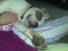 Brutus