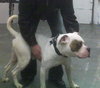 Brutus