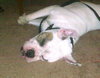 Brutus