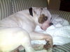 Brutus