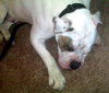 Brutus