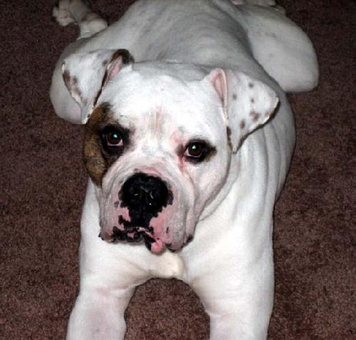 Brutus