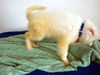 Goose -Puppy