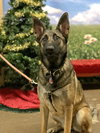 Athena