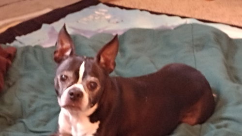 Luci