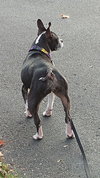 Luci