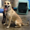 Honey Vacation foster needed March 1-5