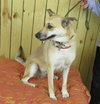 Honey Vacation foster needed March 1-5