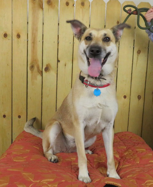 Honey Vacation foster needed March 1-5