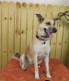 Honey Vacation foster needed March 1-5