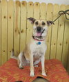 Honey Vacation foster needed March 1-5