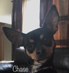 Chase