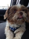 Buster -Vision Impaired