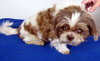 Buster -Vision Impaired