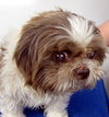 Buster -Vision Impaired