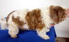 Buster -Vision Impaired