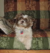 Buster -Vision Impaired