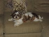 Buster -Vision Impaired