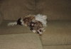 Buster -Vision Impaired