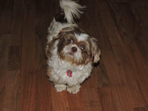 Buster -Vision Impaired
