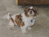 Buster -Vision Impaired