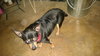 Dozer