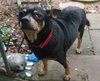Dozer