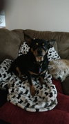 Dozer