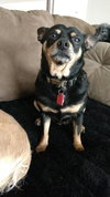 Dozer